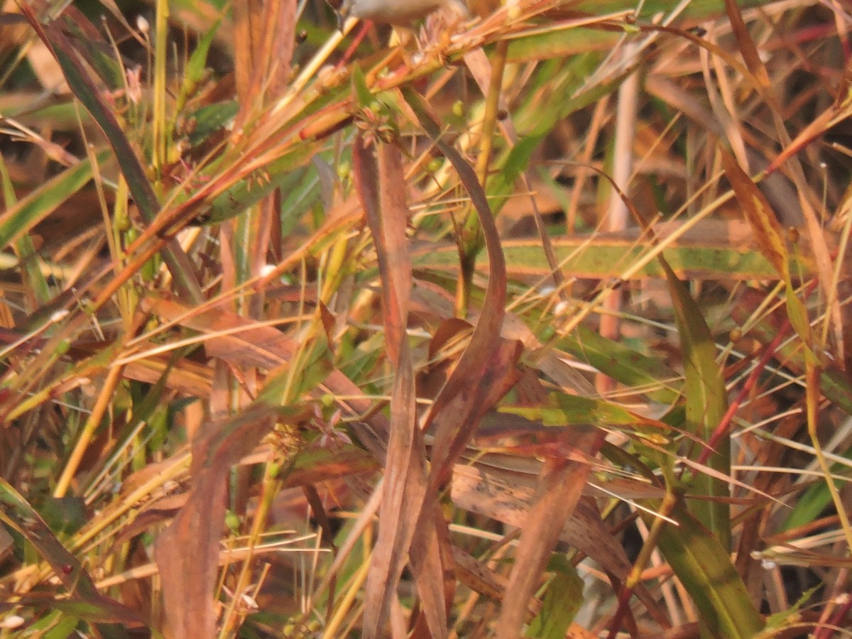 Yellow-eyed Babbler - ML646000579