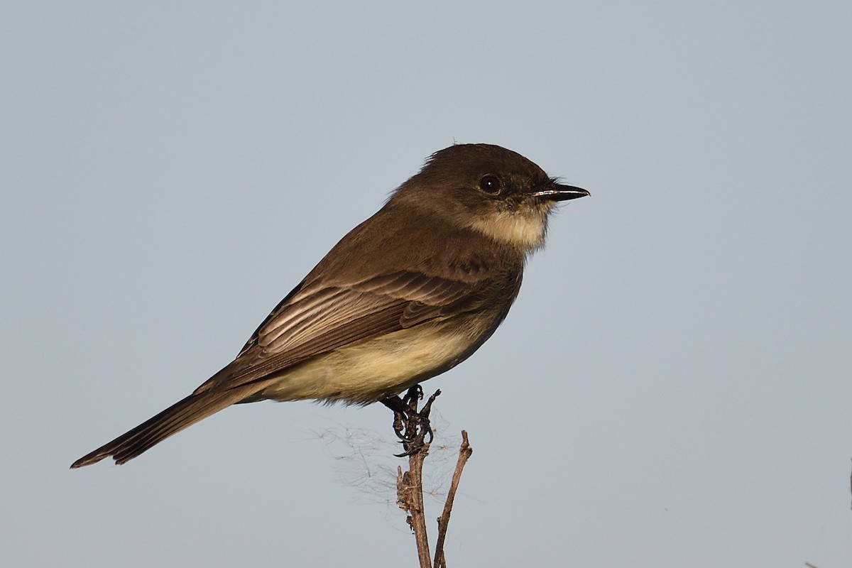 Eastern Phoebe - ML646000581