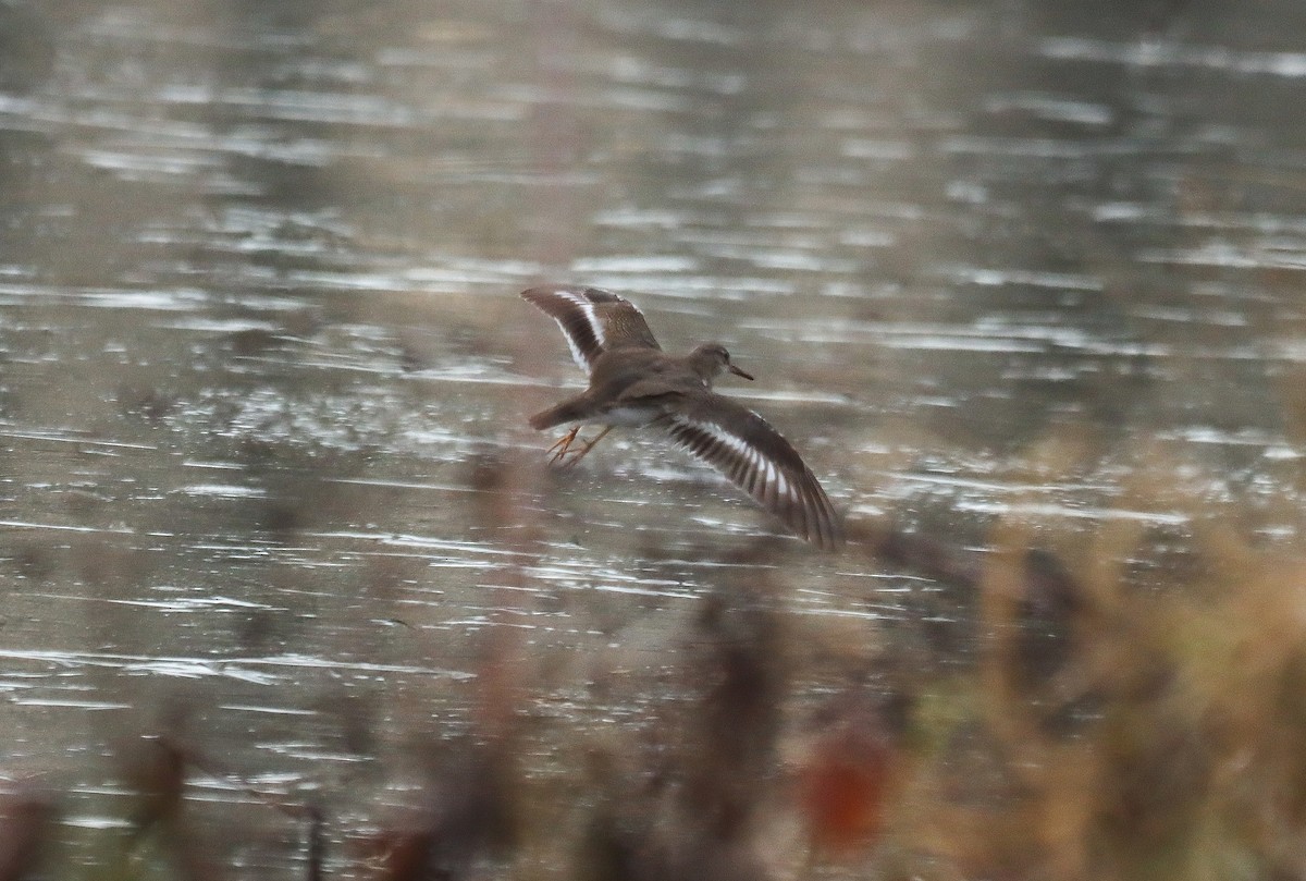 Spotted Sandpiper - ML646000584