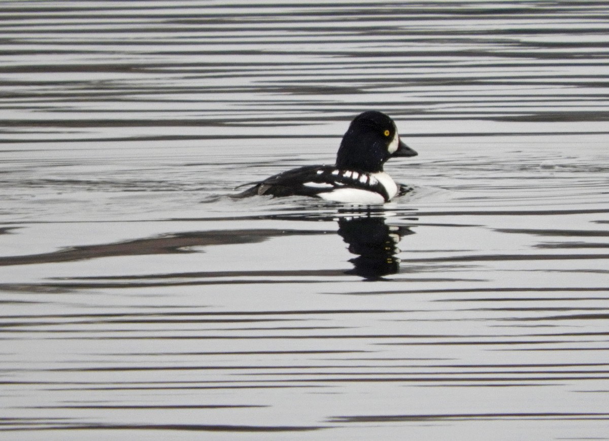 Barrow's Goldeneye - ML646000587
