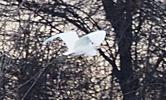 Great Egret - ML646000593