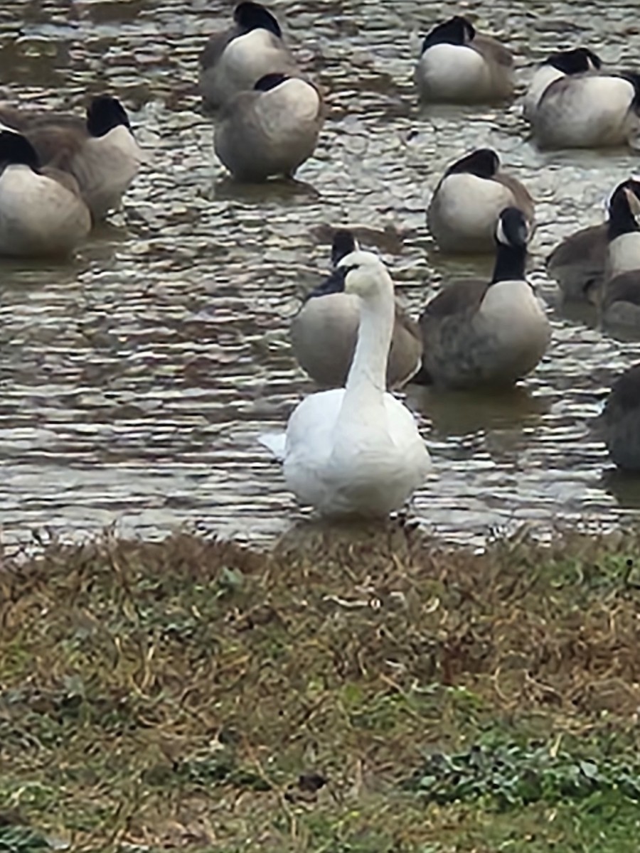 Tundra Swan - ML646000605