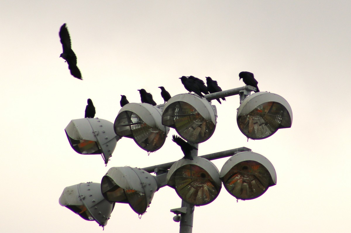 Fish Crow - ML646000606