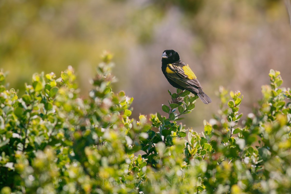 Yellow Bishop - ML646000622