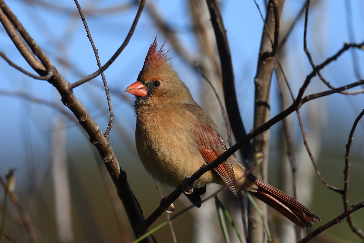 Northern Cardinal - ML646000623