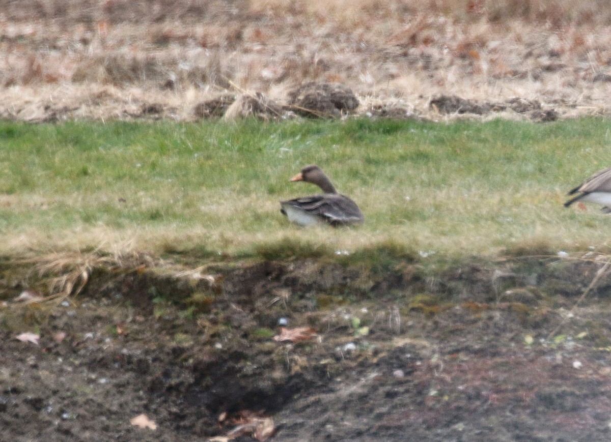 Greater White-fronted Goose - ML646000629