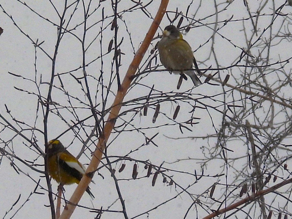 Evening Grosbeak - ML646000630
