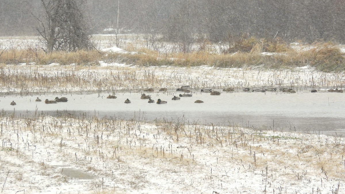 Mallard - ML646000637