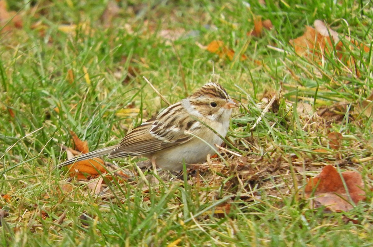 Clay-colored Sparrow - ML646000638