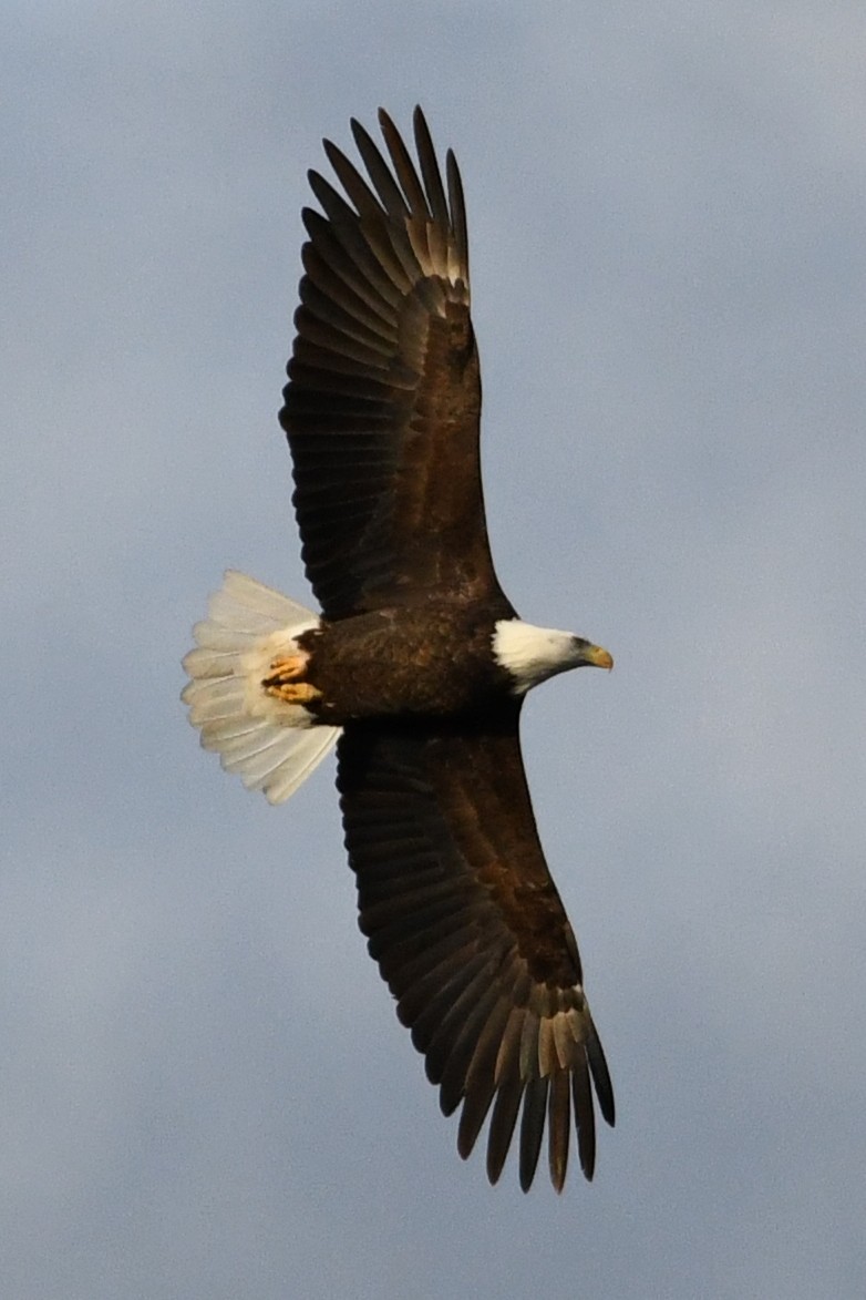Bald Eagle - ML646000639