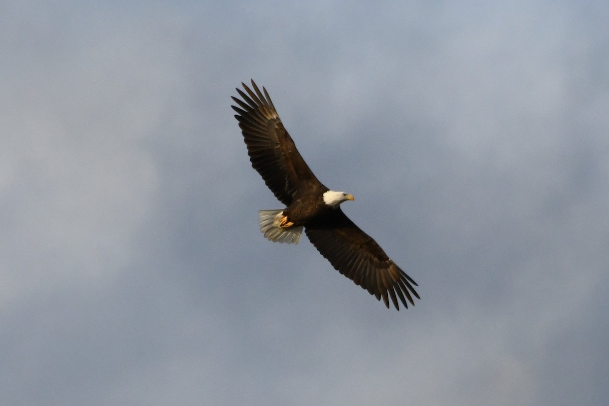 Bald Eagle - ML646000640