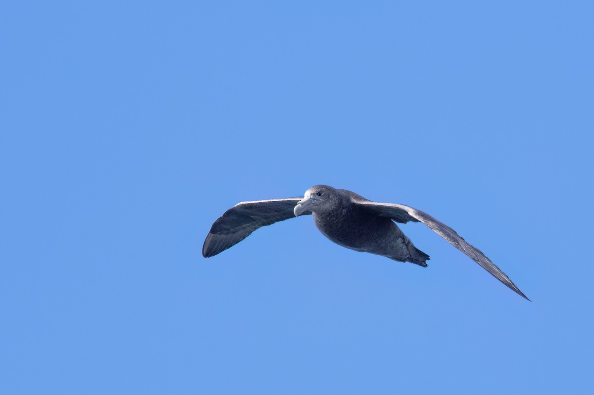 Southern Giant-Petrel - ML646000647