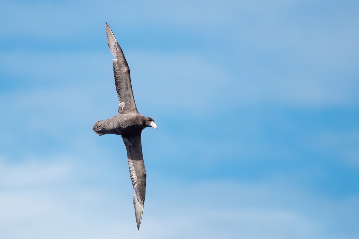Southern Giant-Petrel - ML646000648
