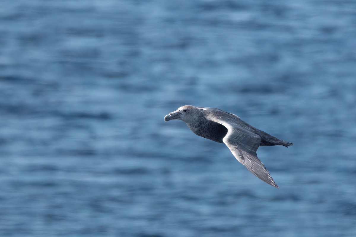Southern Giant-Petrel - ML646000649