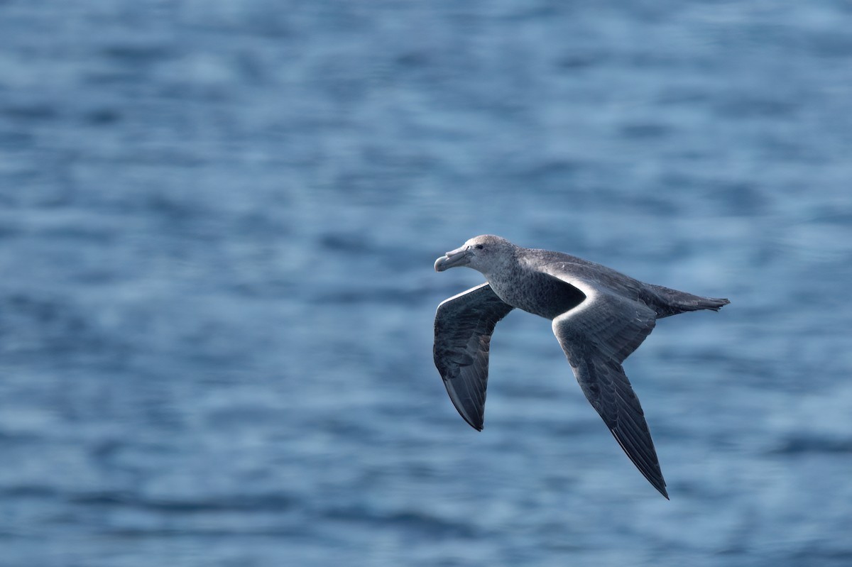 Southern Giant-Petrel - ML646000650