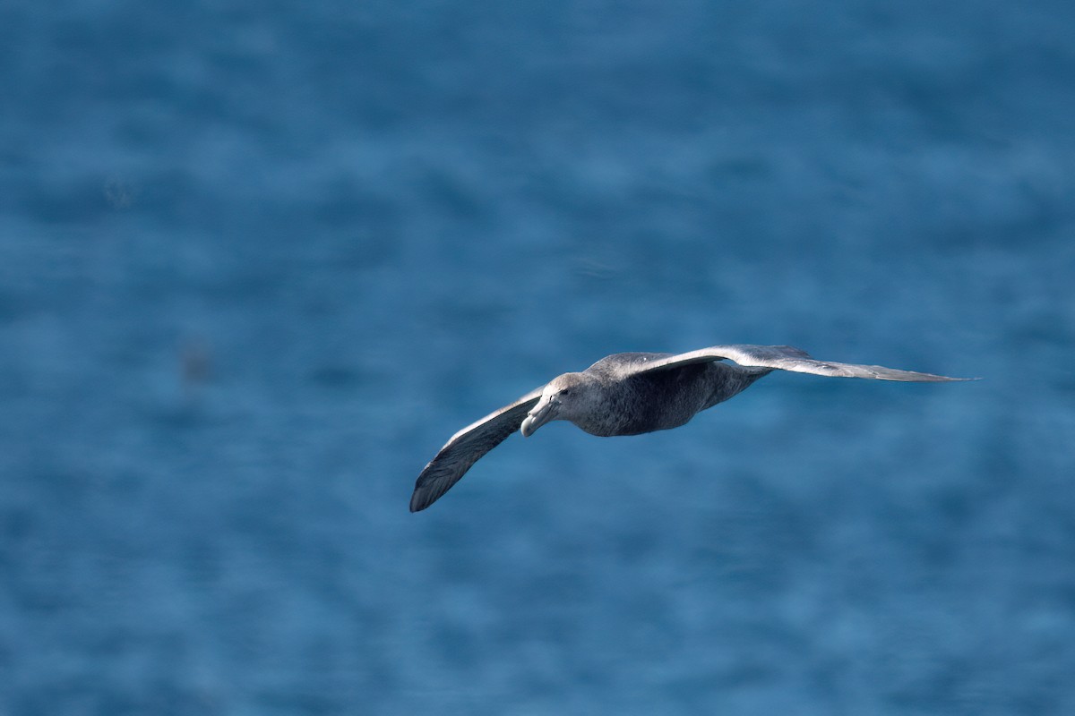 Southern Giant-Petrel - ML646000651