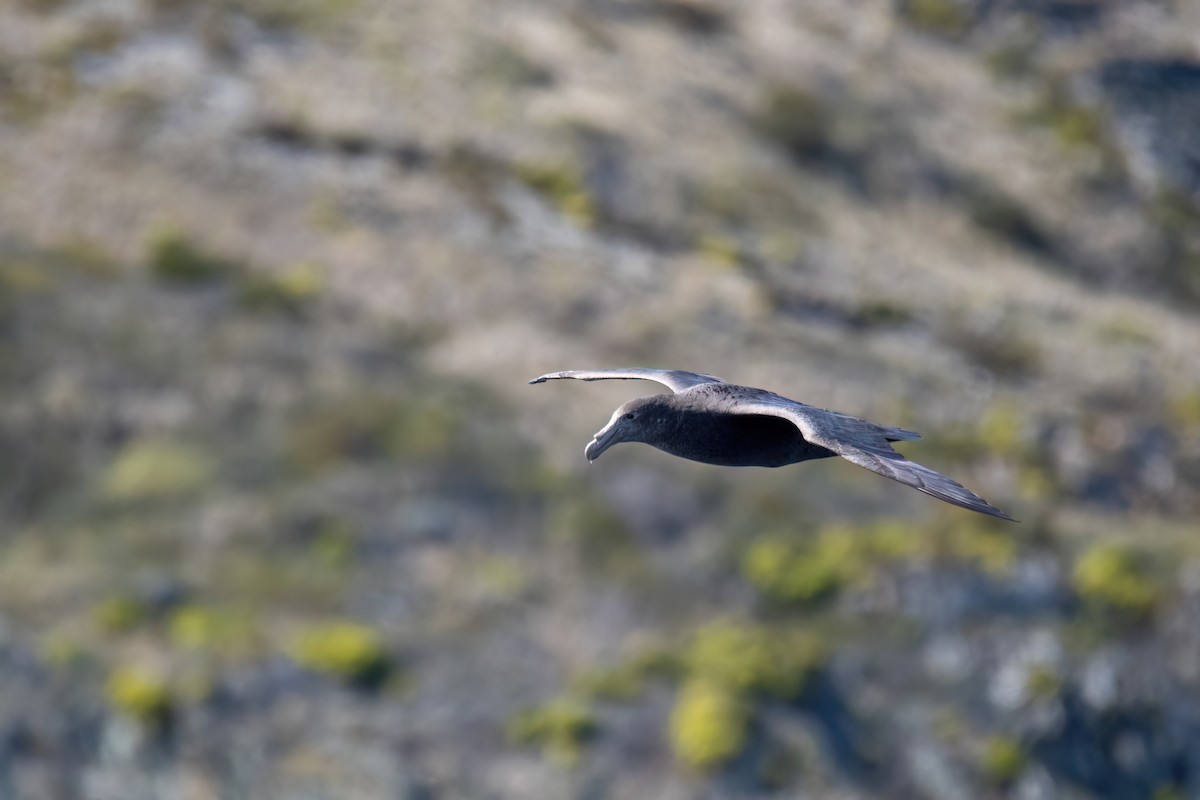 Southern Giant-Petrel - ML646000652