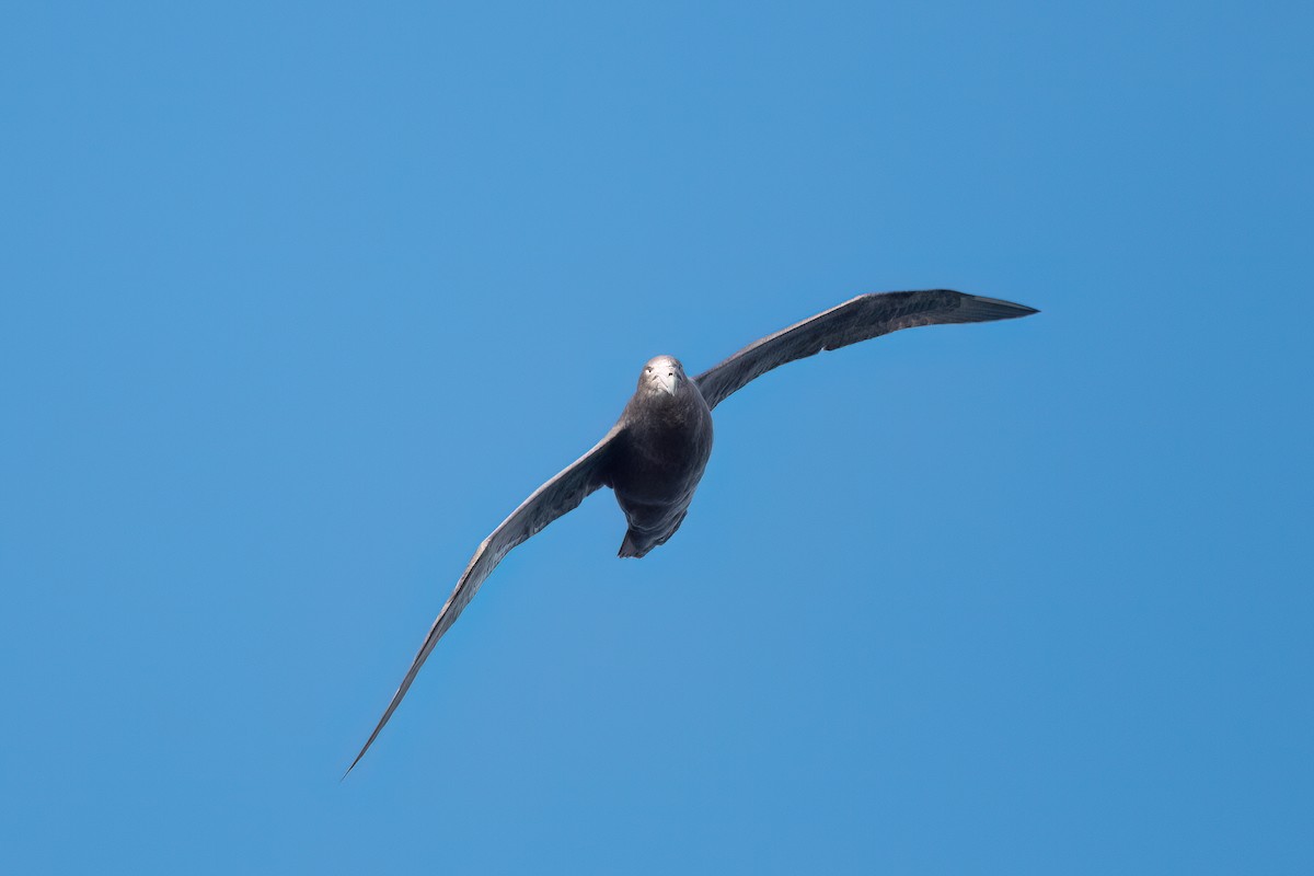 Southern Giant-Petrel - ML646000653