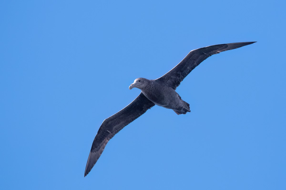 Southern Giant-Petrel - ML646000654