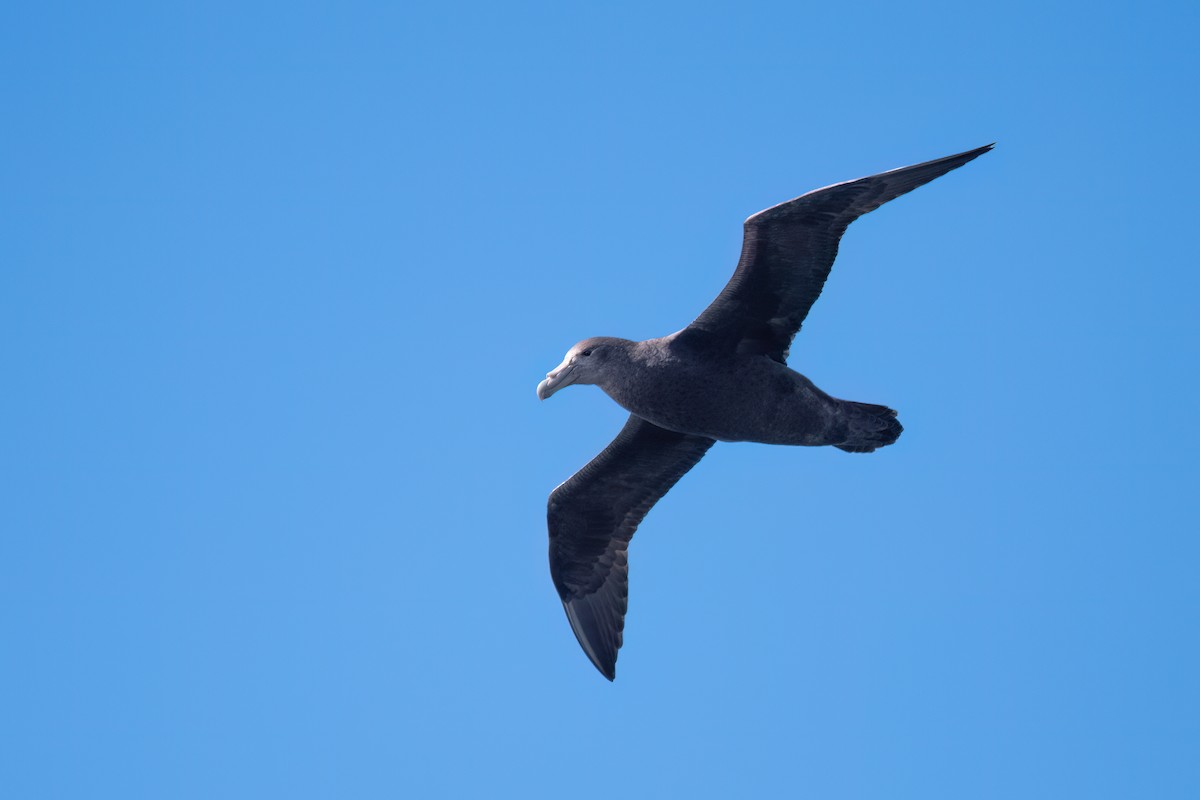 Southern Giant-Petrel - ML646000655
