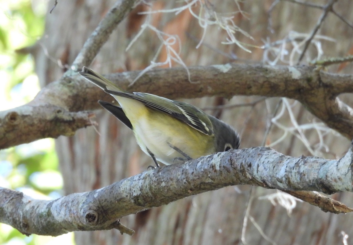 Blue-headed Vireo - ML646000667