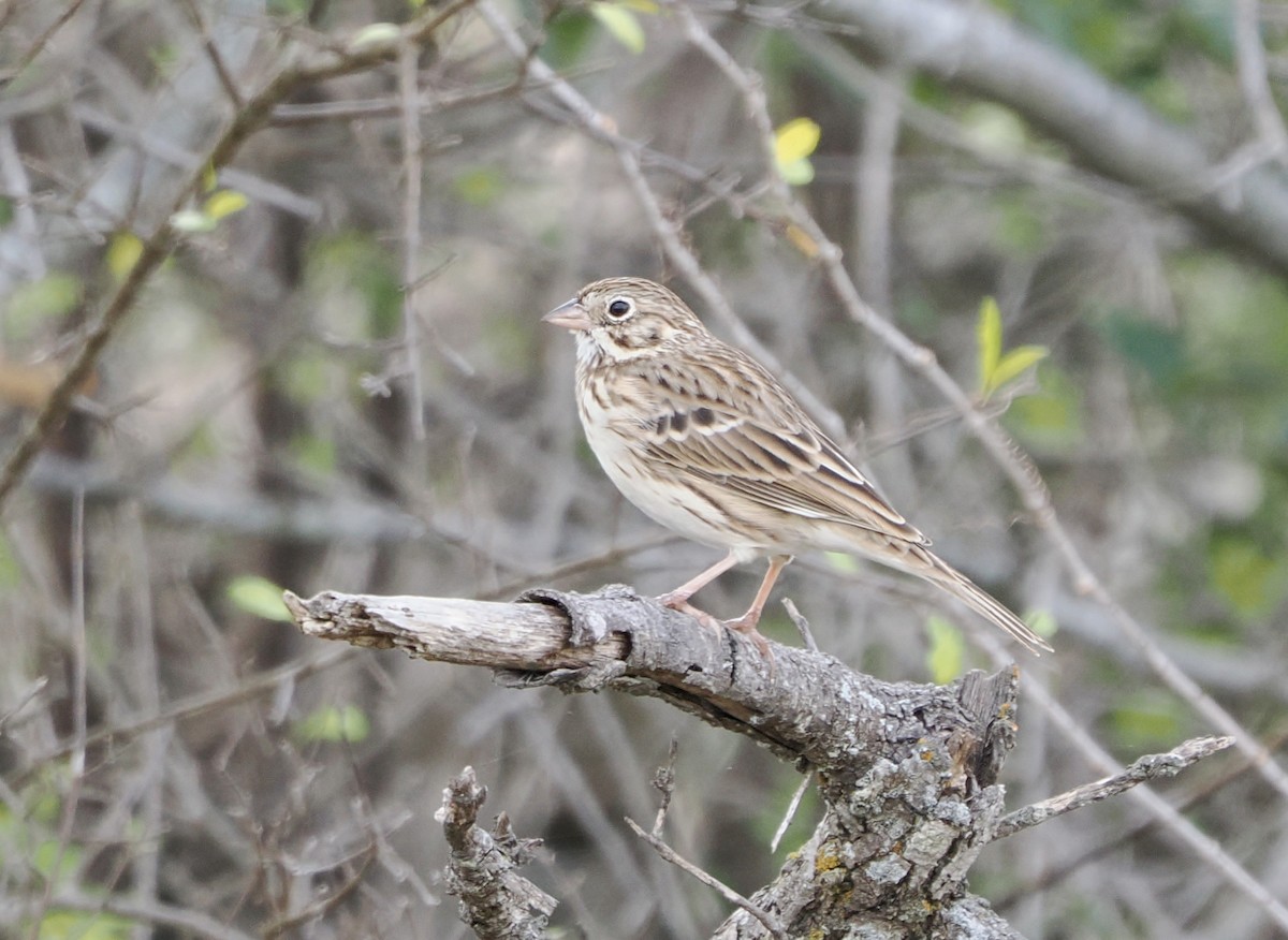 Vesper Sparrow - ML646000671