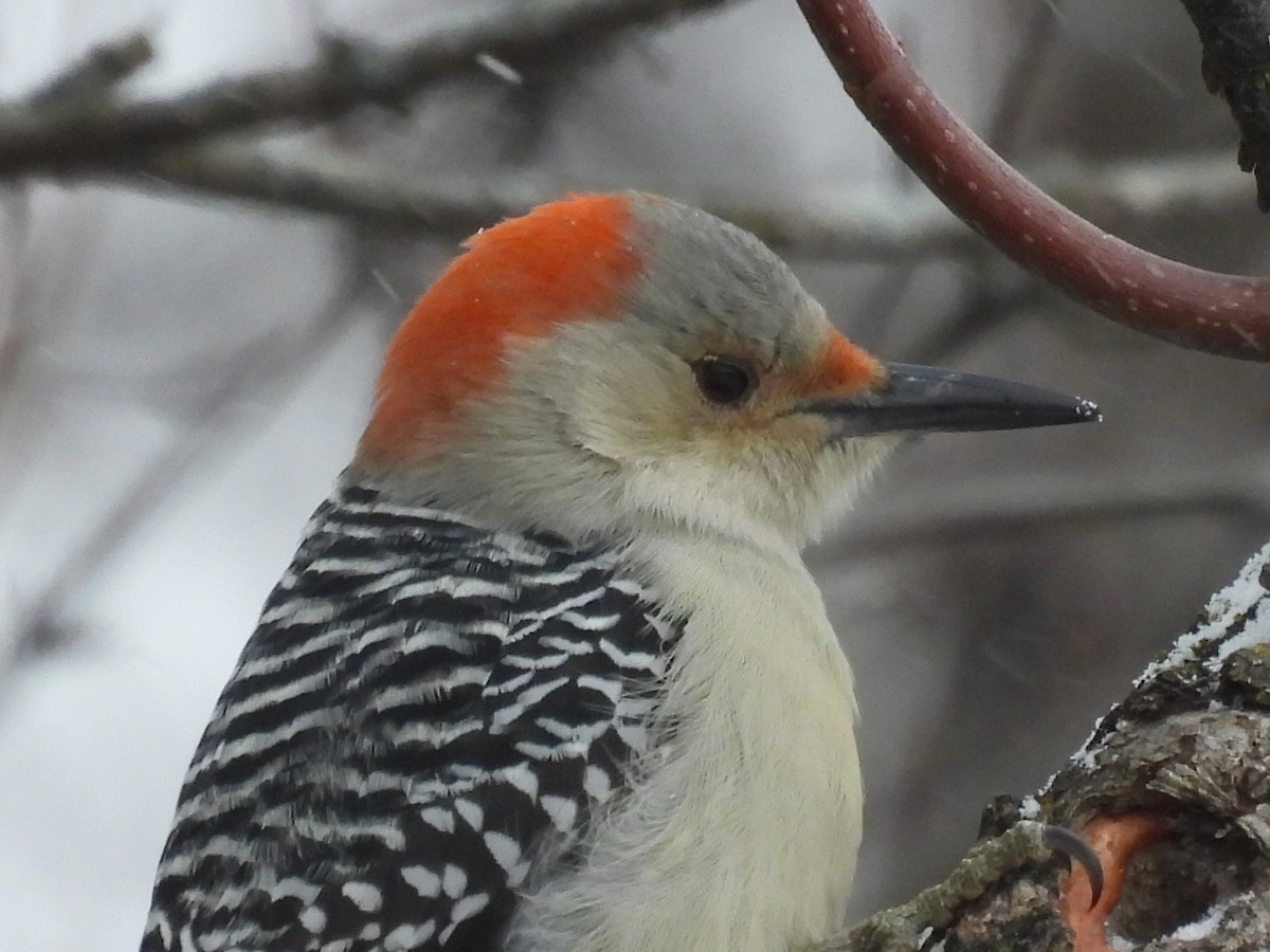 Red-bellied Woodpecker - ML646000674