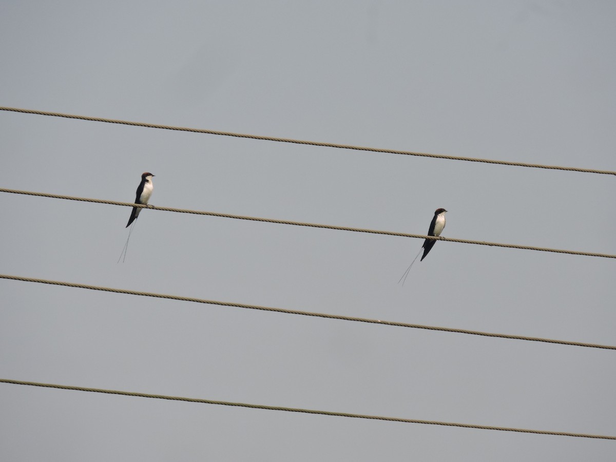 Wire-tailed Swallow - ML646000691