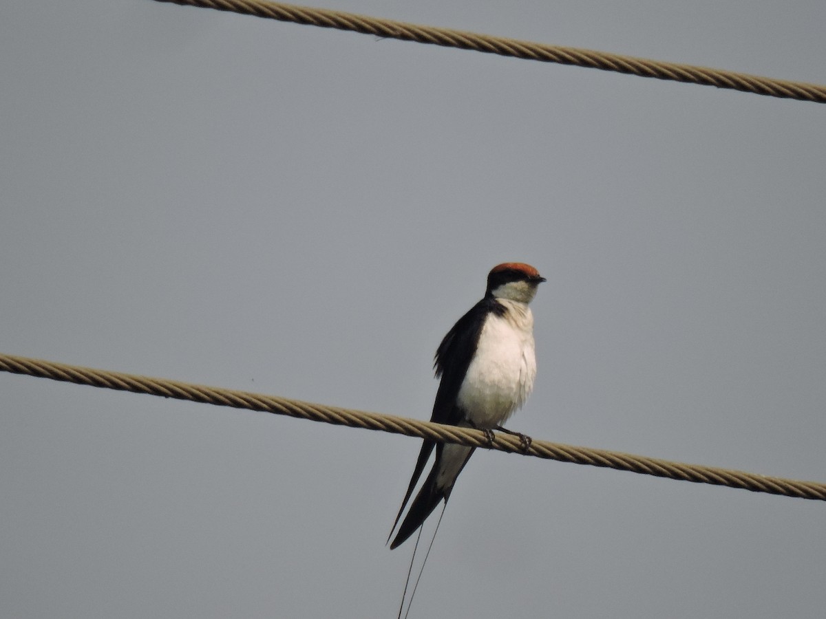 Wire-tailed Swallow - ML646000692