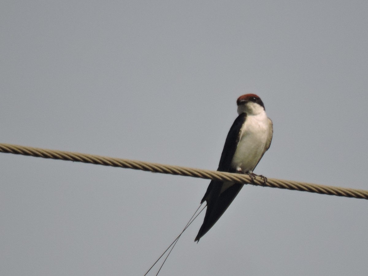 Wire-tailed Swallow - ML646000693