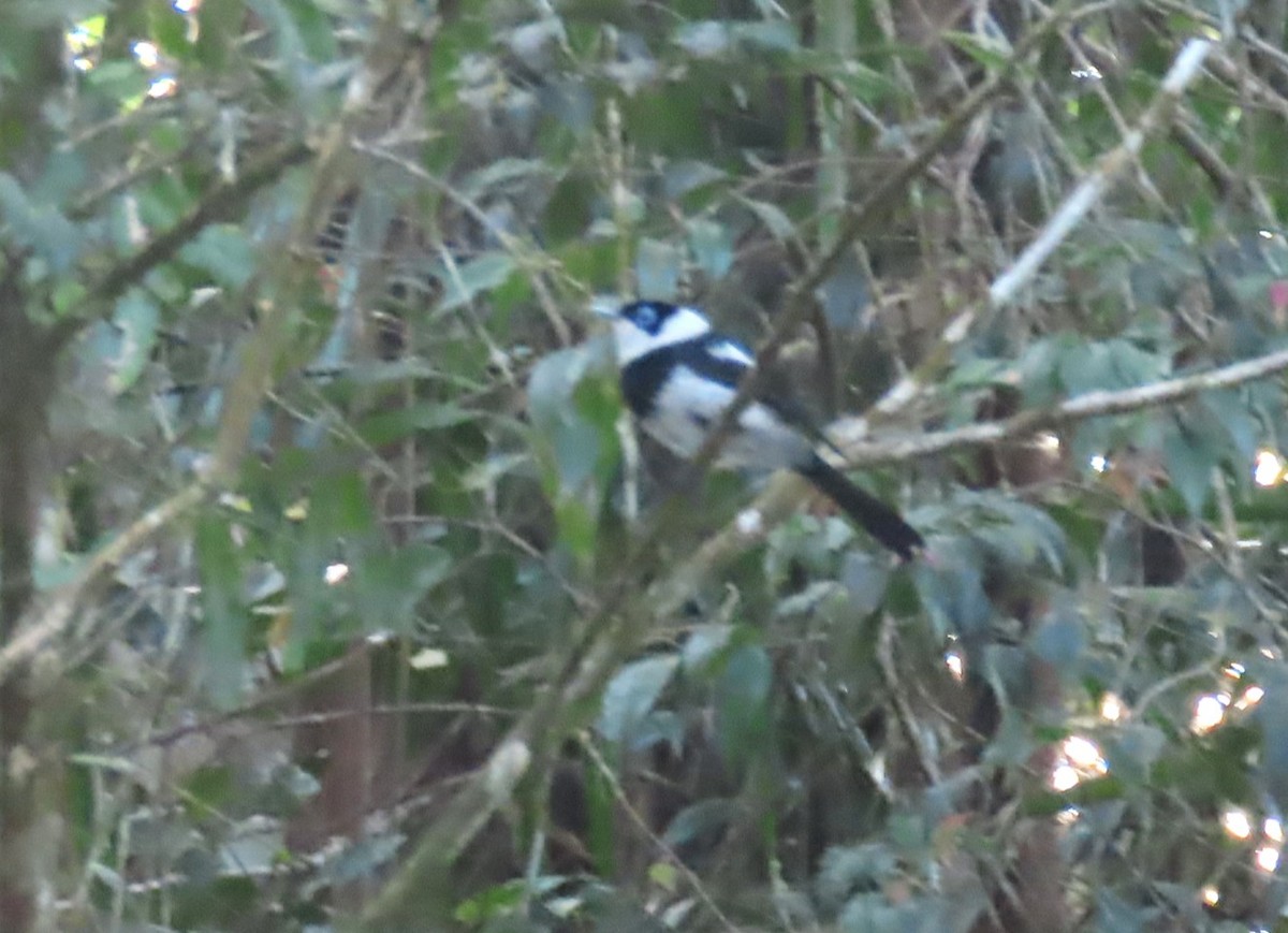 Pied Monarch - ML646000708