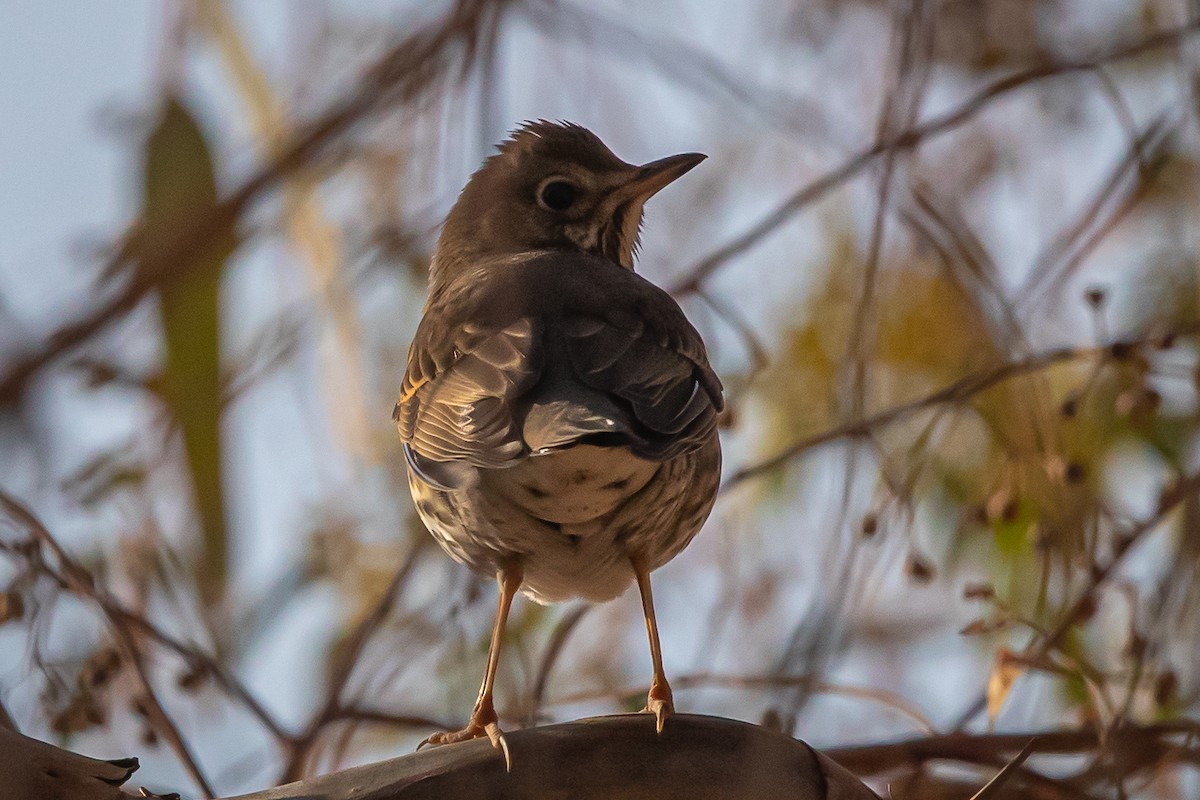 Song Thrush - ML646000709