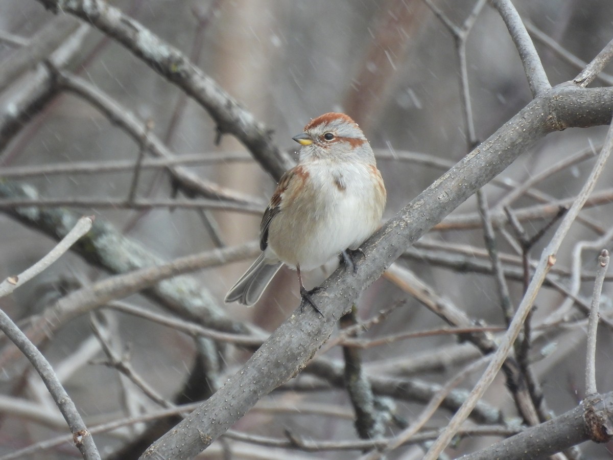 American Tree Sparrow - ML646000716