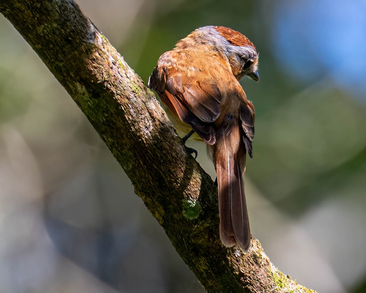 Бекард каштановий - ML646000728