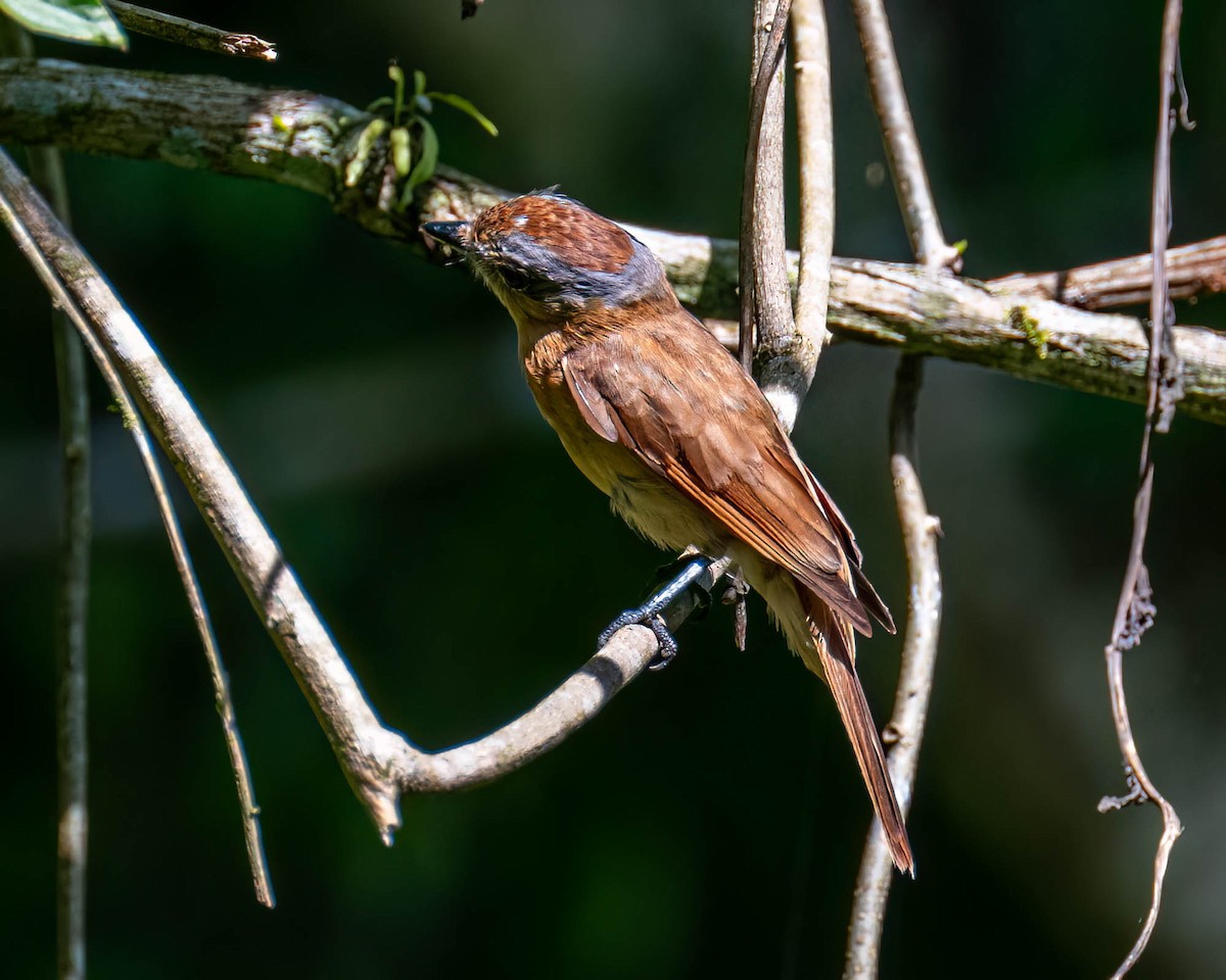 Бекард каштановий - ML646000729