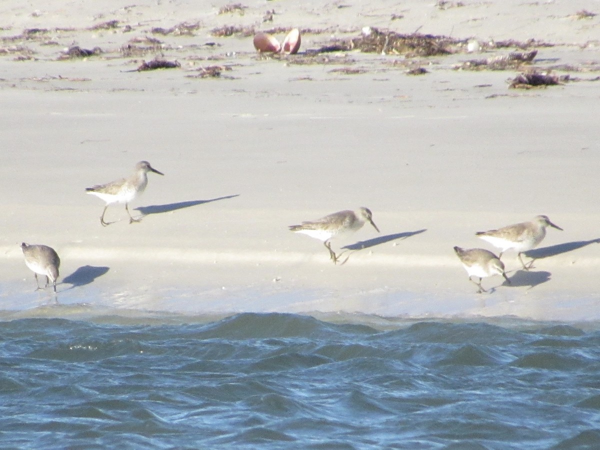 jespák rezavý - ML646000733