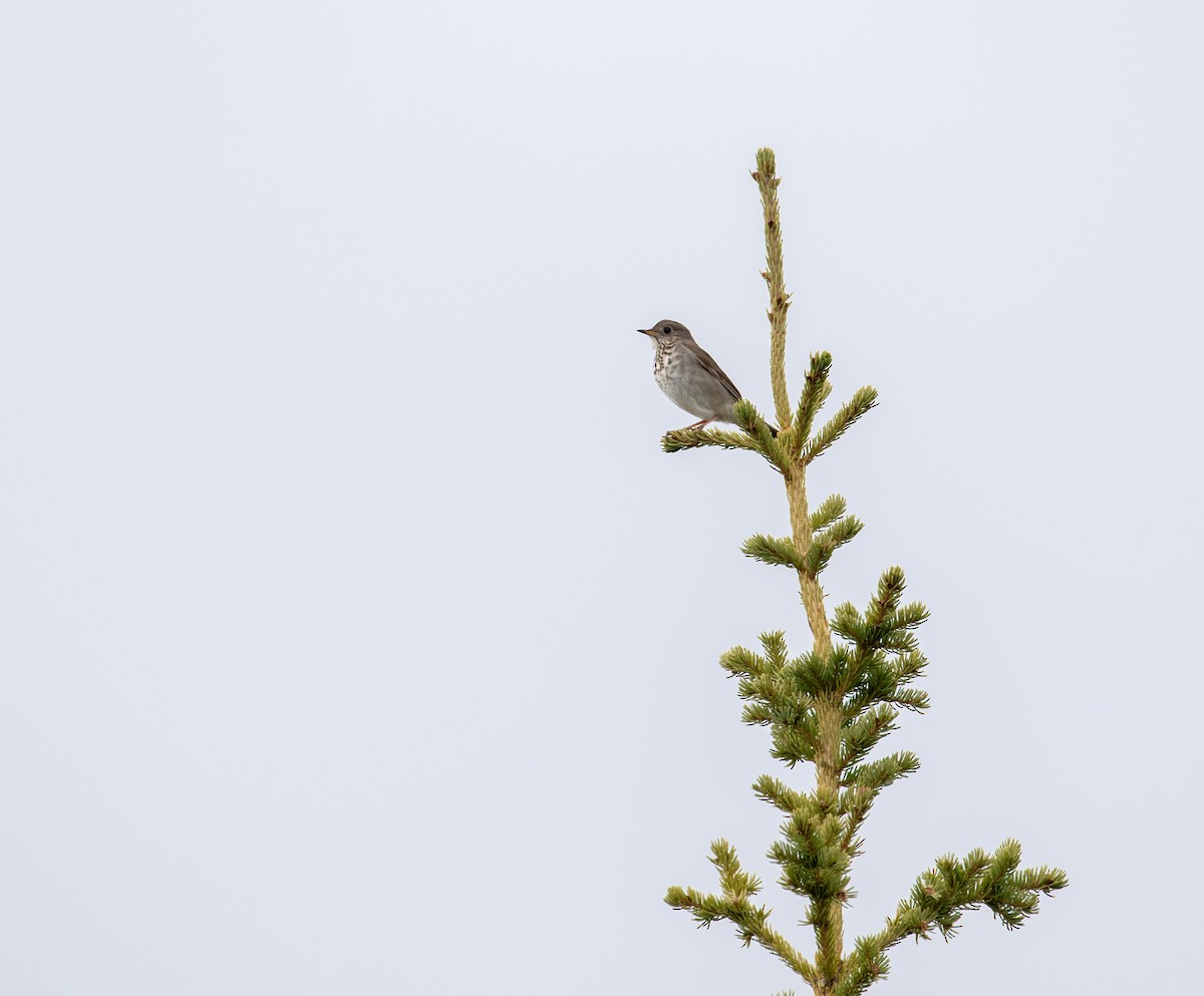 Grauwangen-Musendrossel - ML646000735