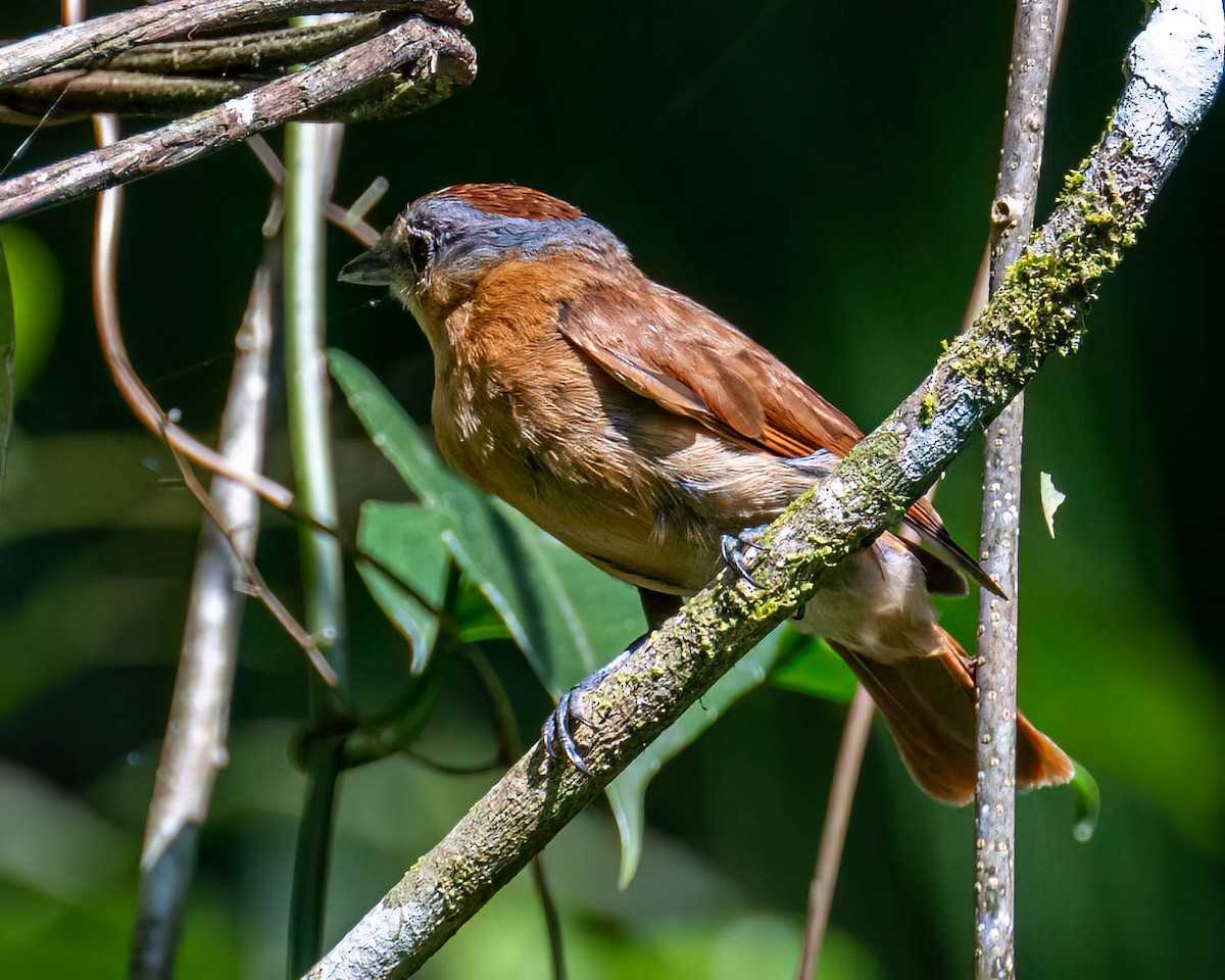 Бекард каштановий - ML646000736