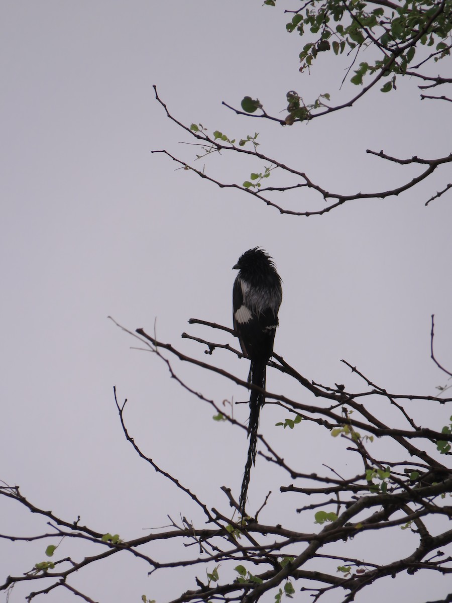Magpie Shrike - ML646000737
