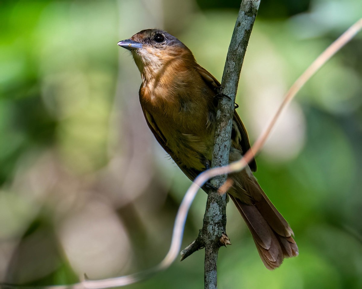 Бекард каштановий - ML646000743