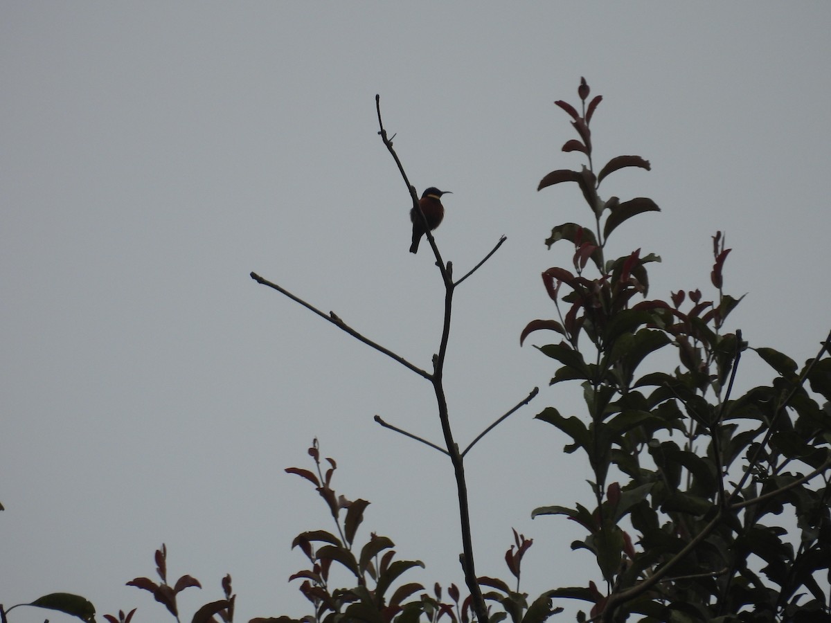 Souimanga d'Adelbert - ML646000751