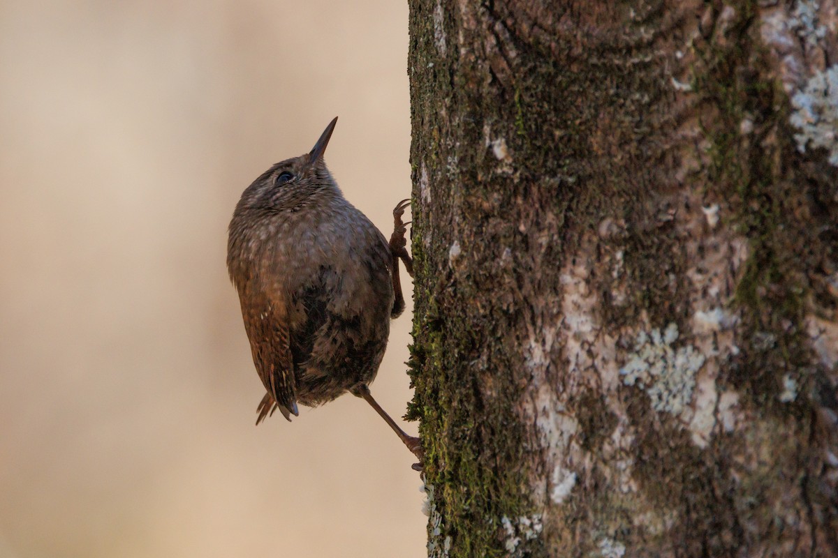 フユミソサザイ - ML646000756