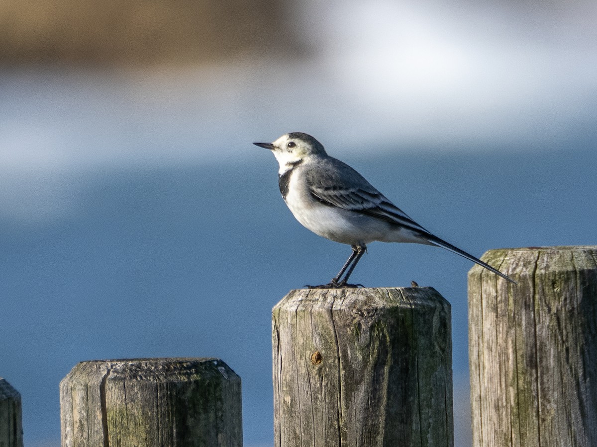 konipas bílý - ML646000759