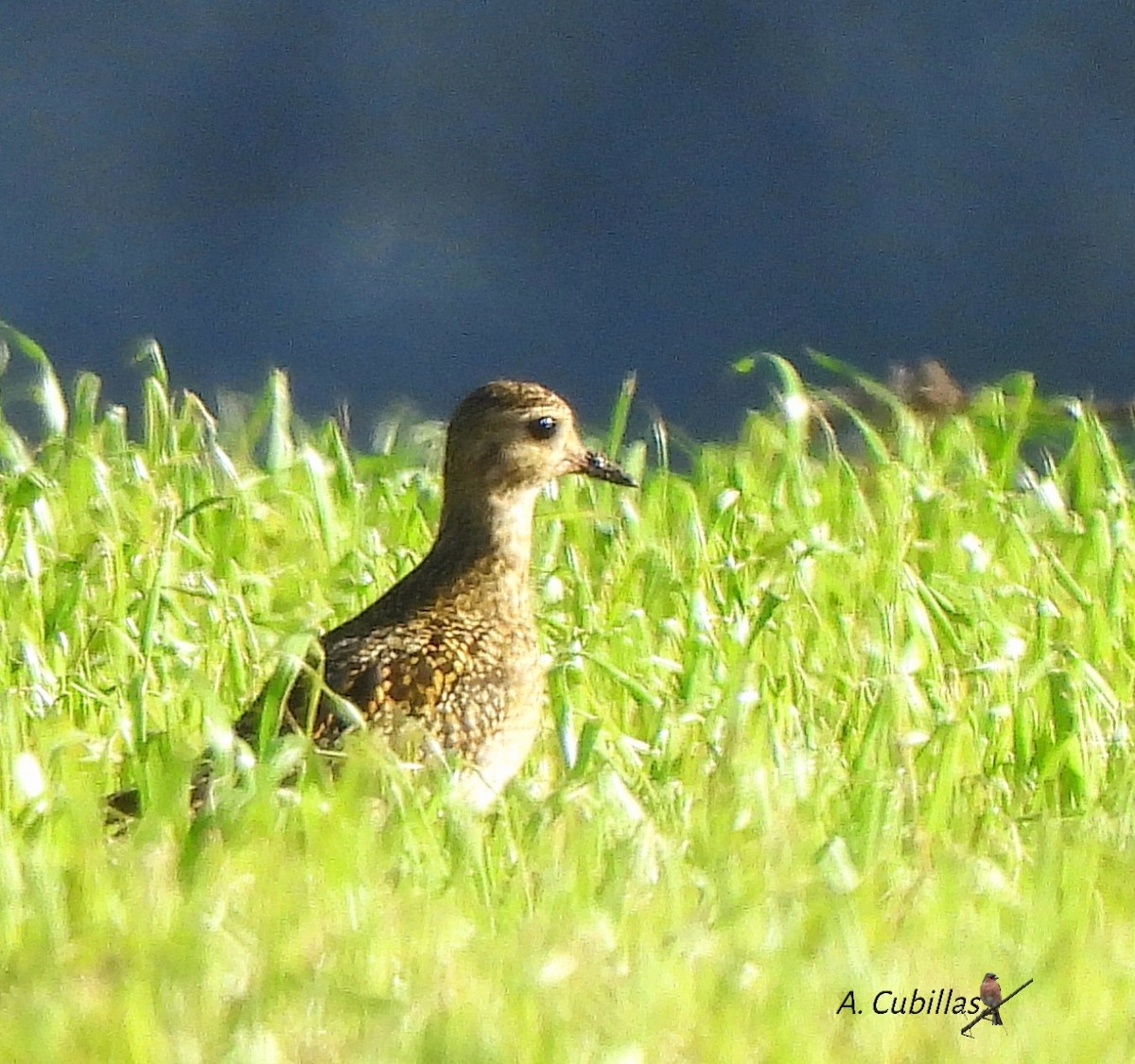 Сивка звичайна - ML646000763