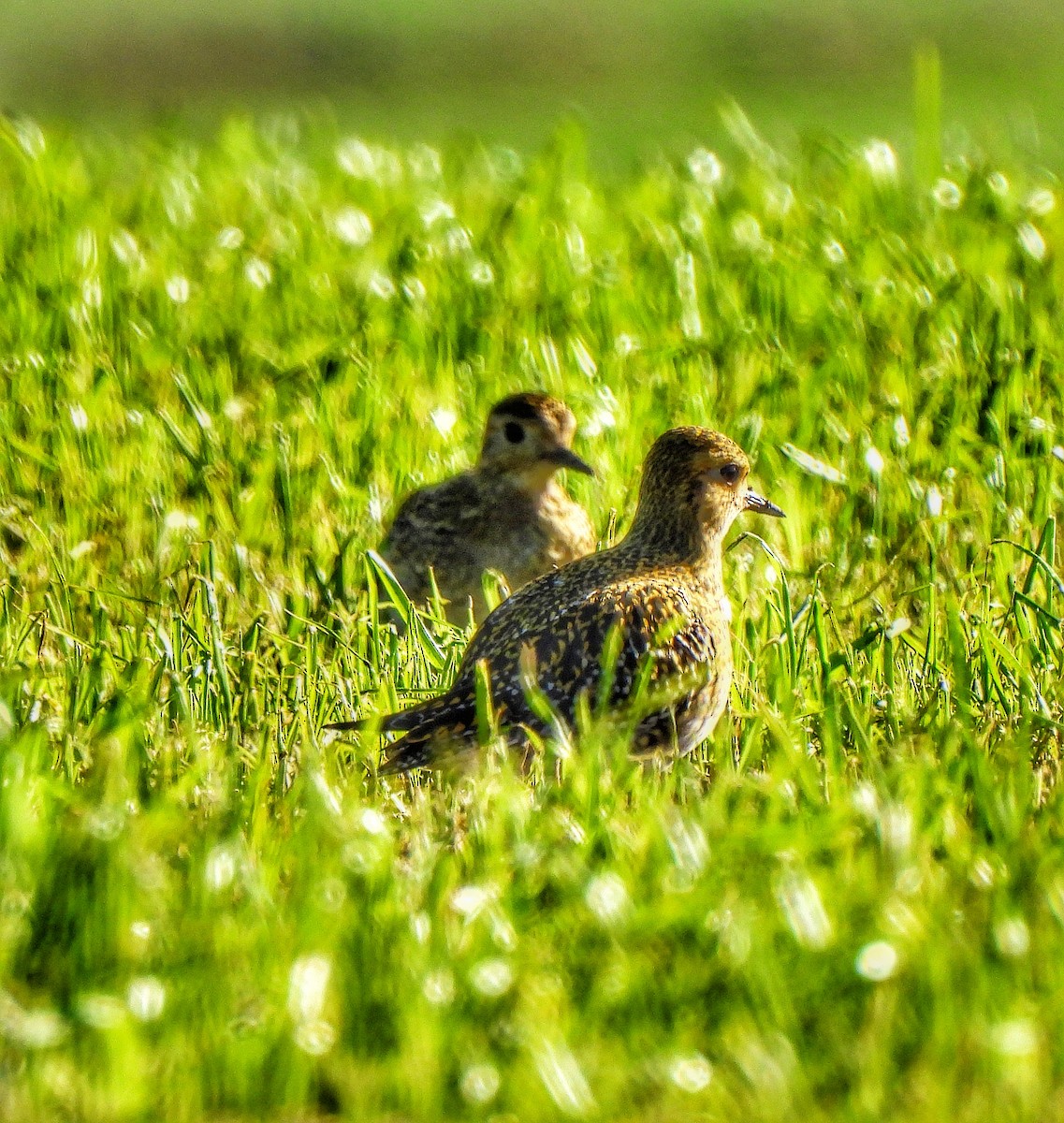 ヨーロッパムナグロ - ML646000766