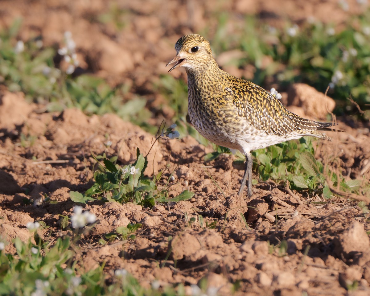 ヨーロッパムナグロ - ML646000767