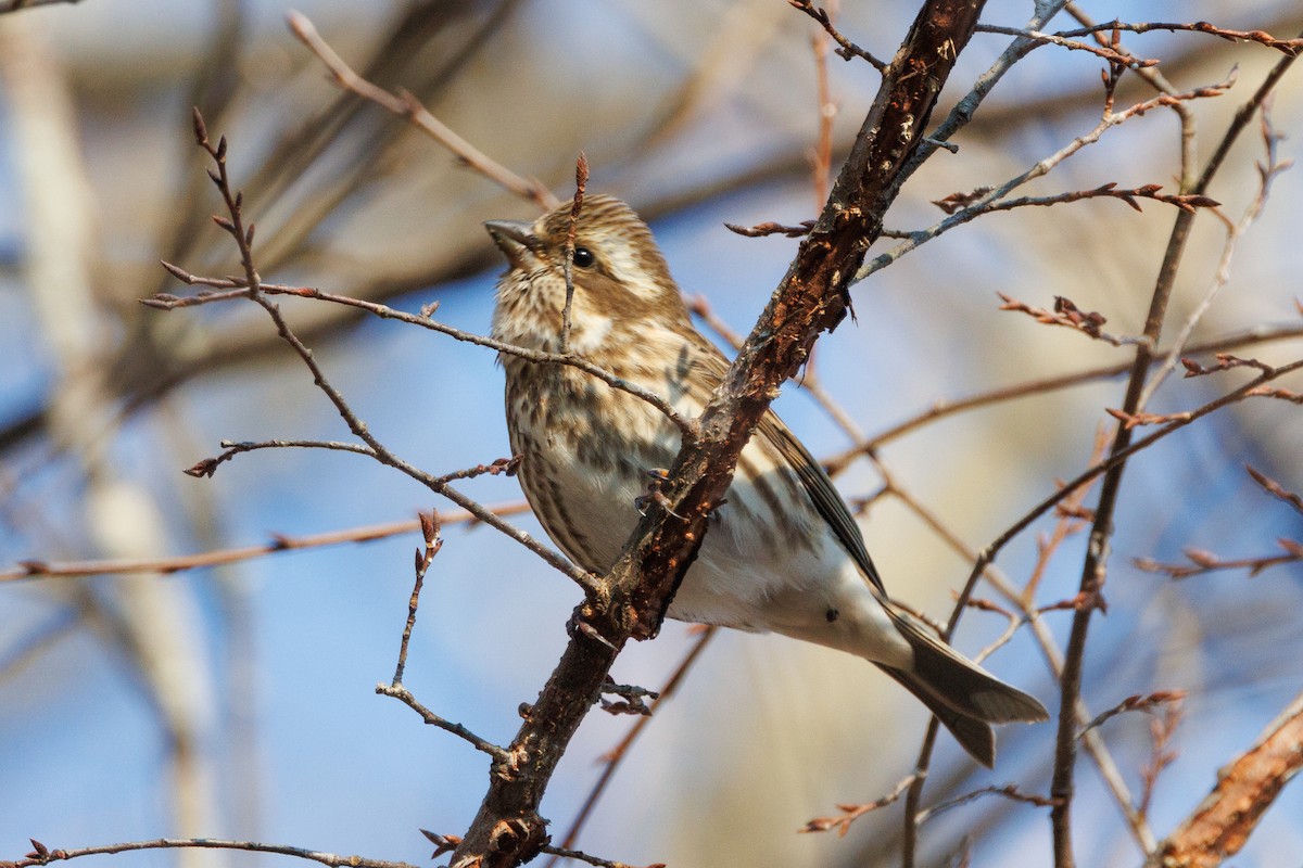 Purple Finch - ML646000770