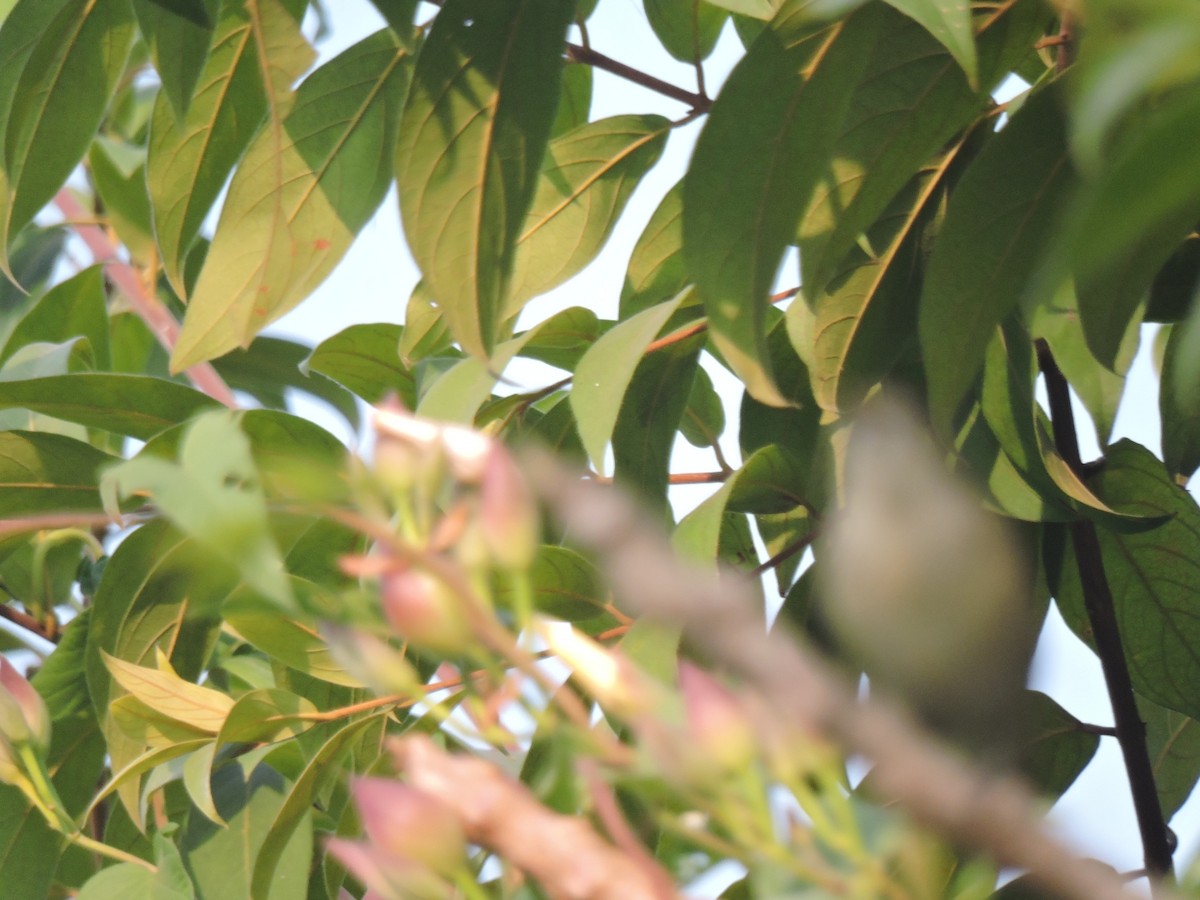 ヒメウタイムシクイ - ML646000772