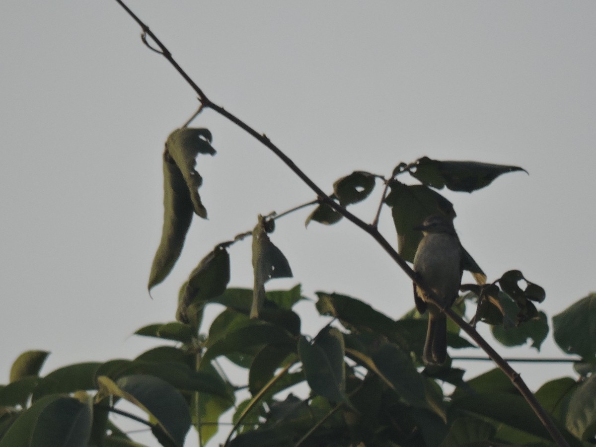 White-browed Bulbul - ML646000774