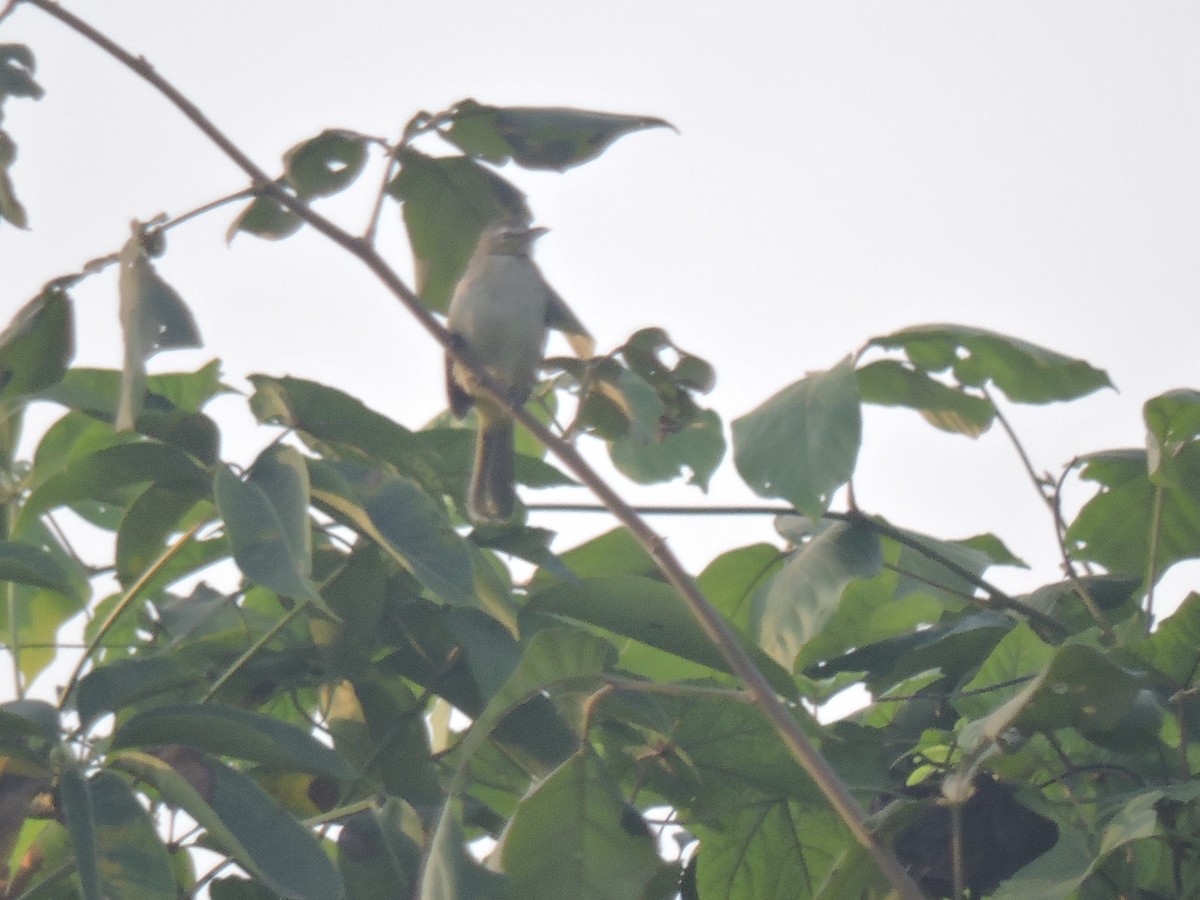 White-browed Bulbul - ML646000775